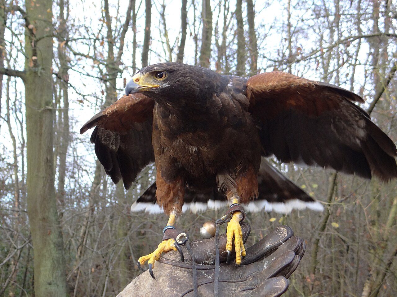 Falconry in the field