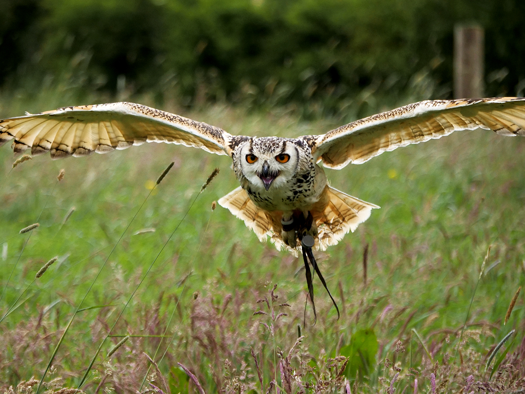 Eagle owl in rehabilitation