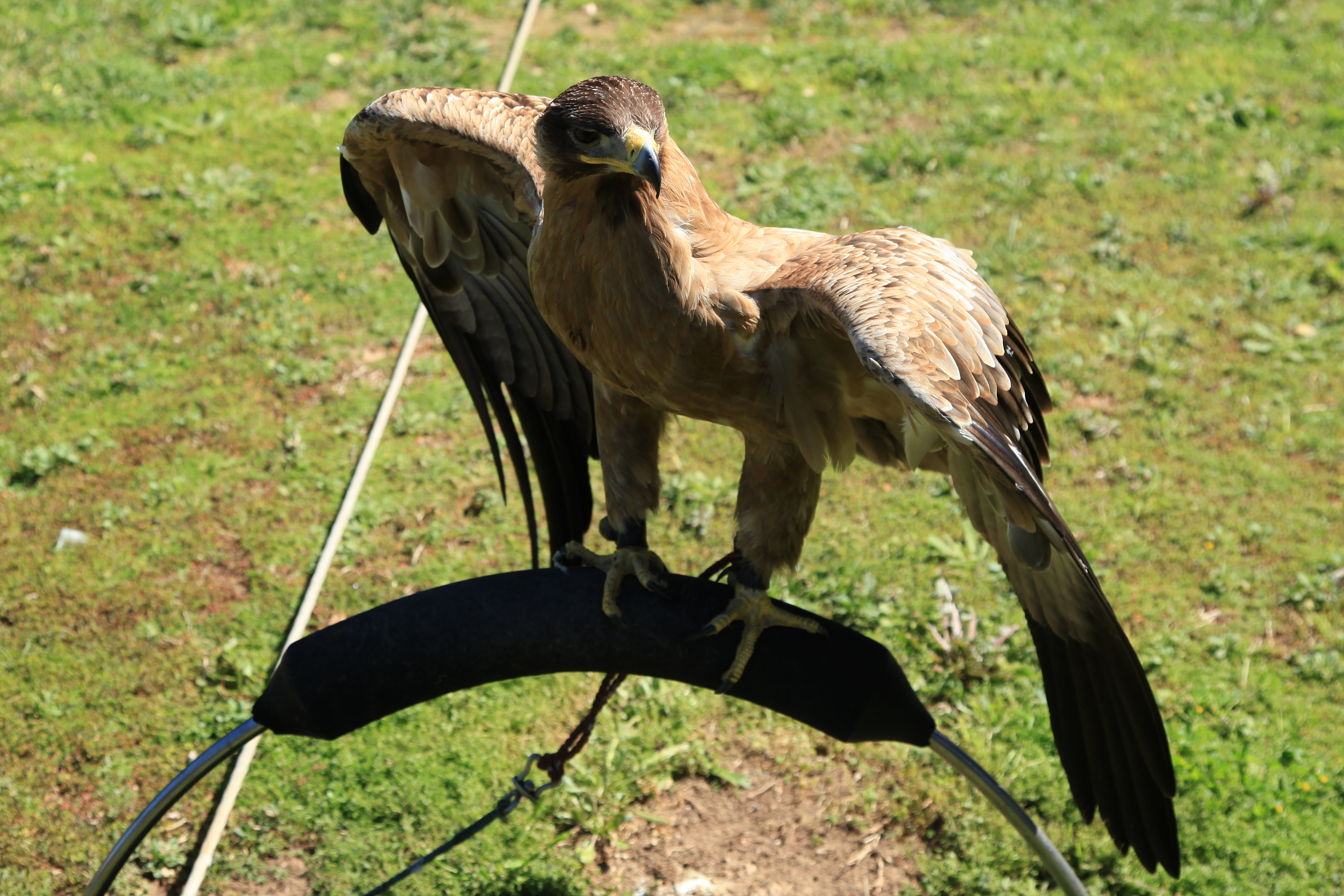 Falconer with glove and hawk