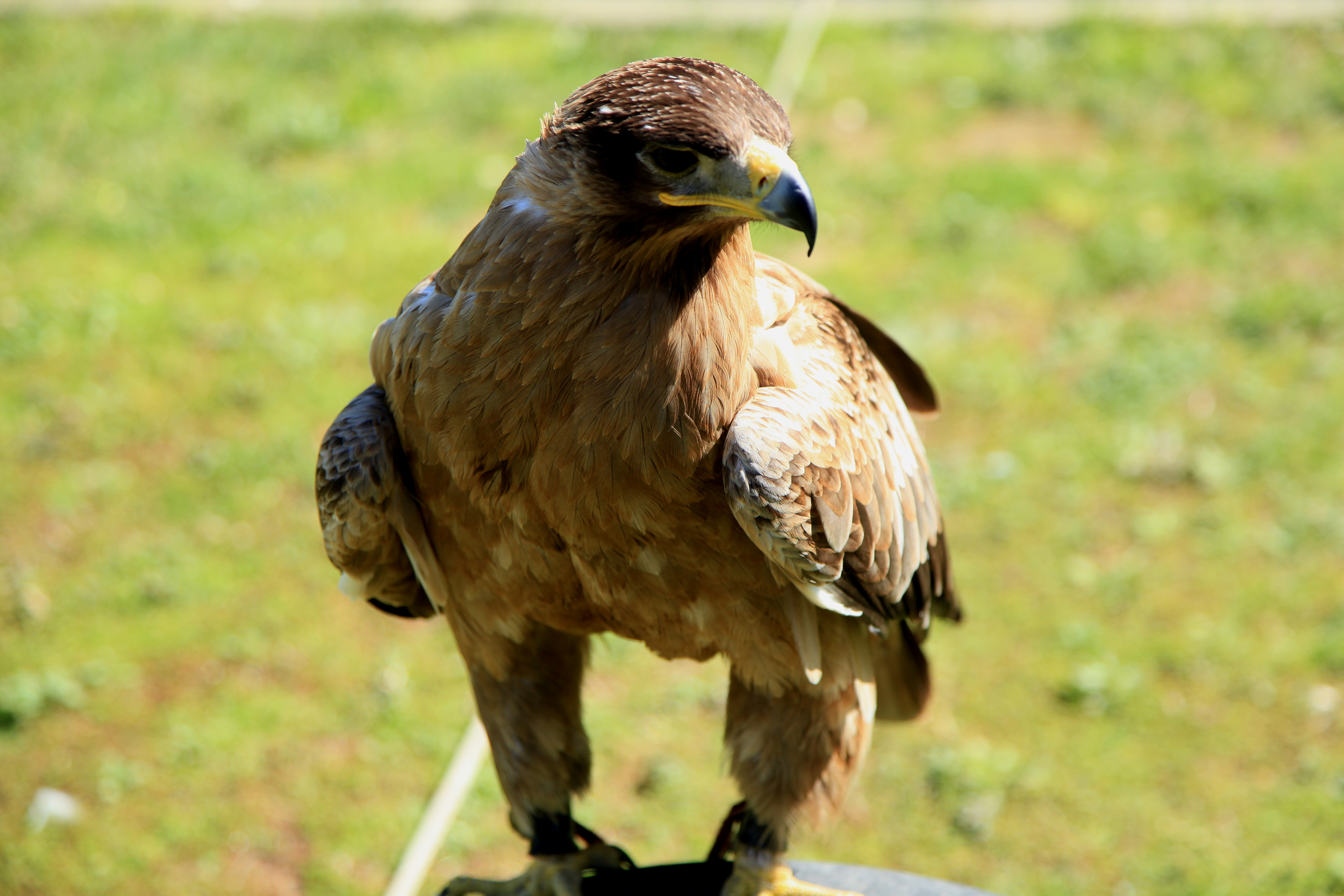 Falconry jesses and equipment