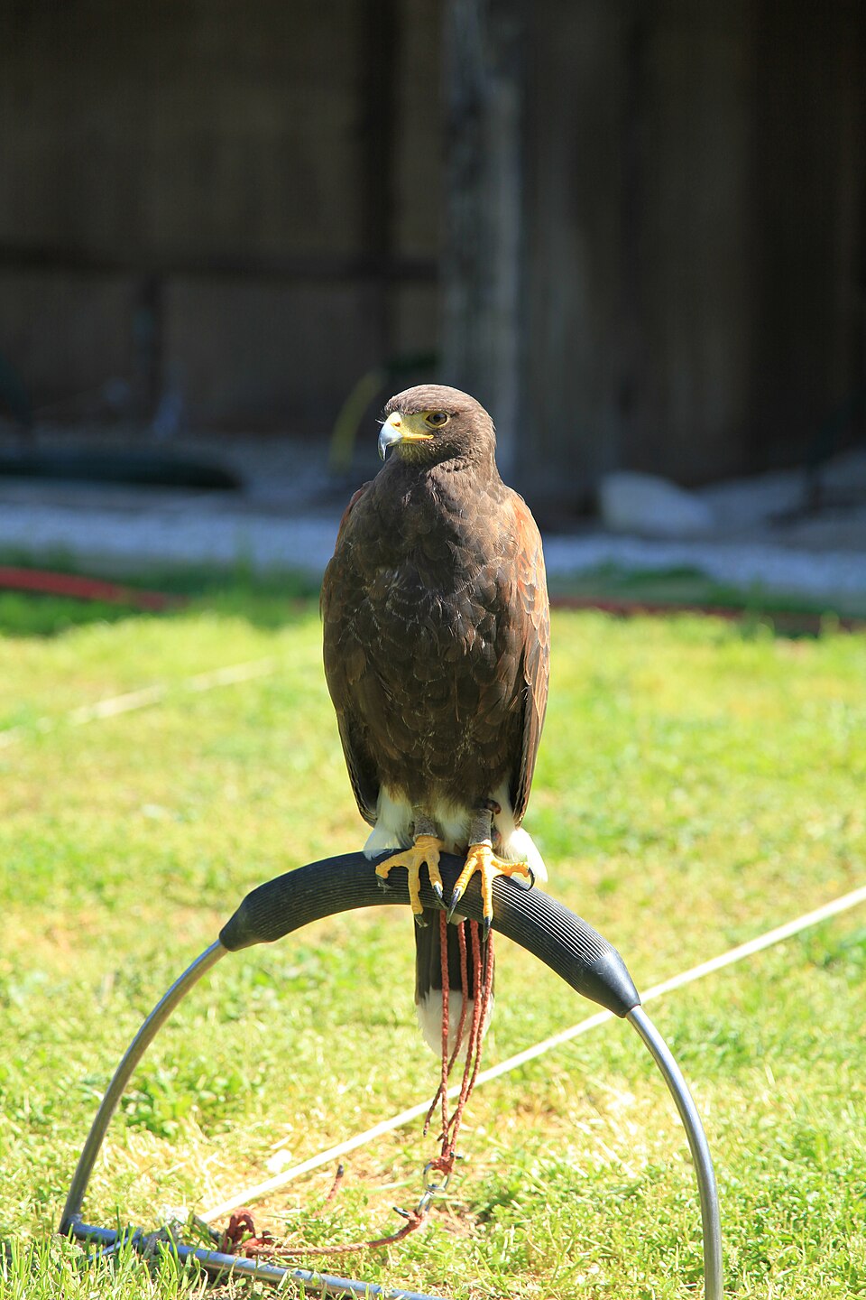 Falcon with anklets