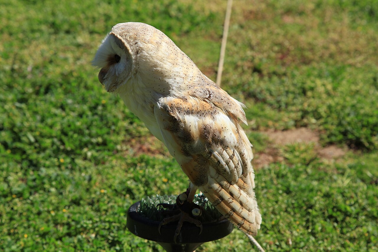 Falconry mews housing