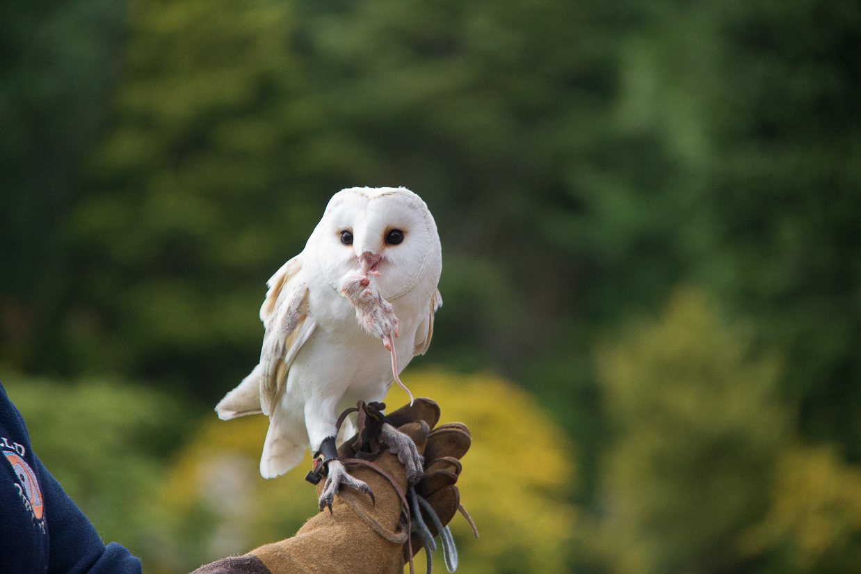 Falconry demonstration event