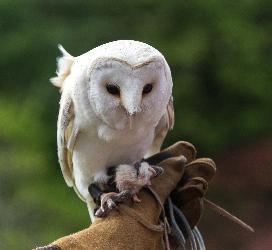 Falconry lesson demonstration