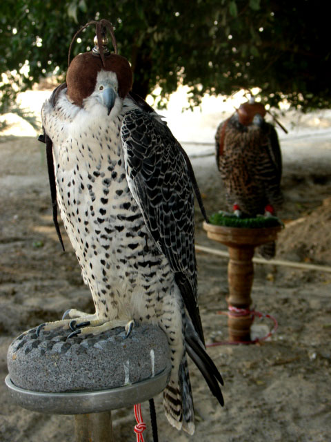 Falconer with bird