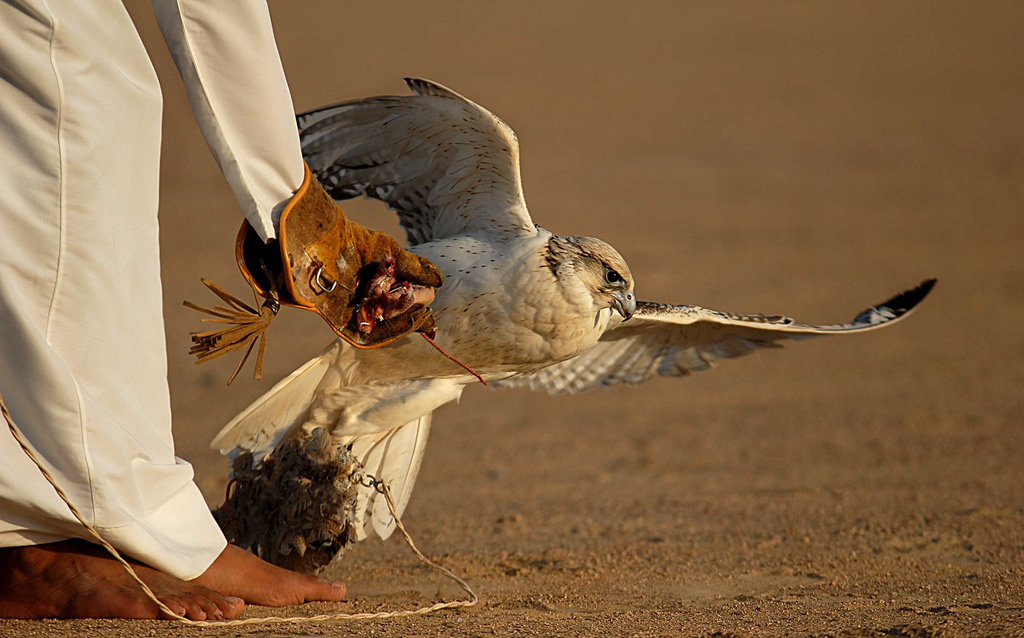 Falcon in training flight
