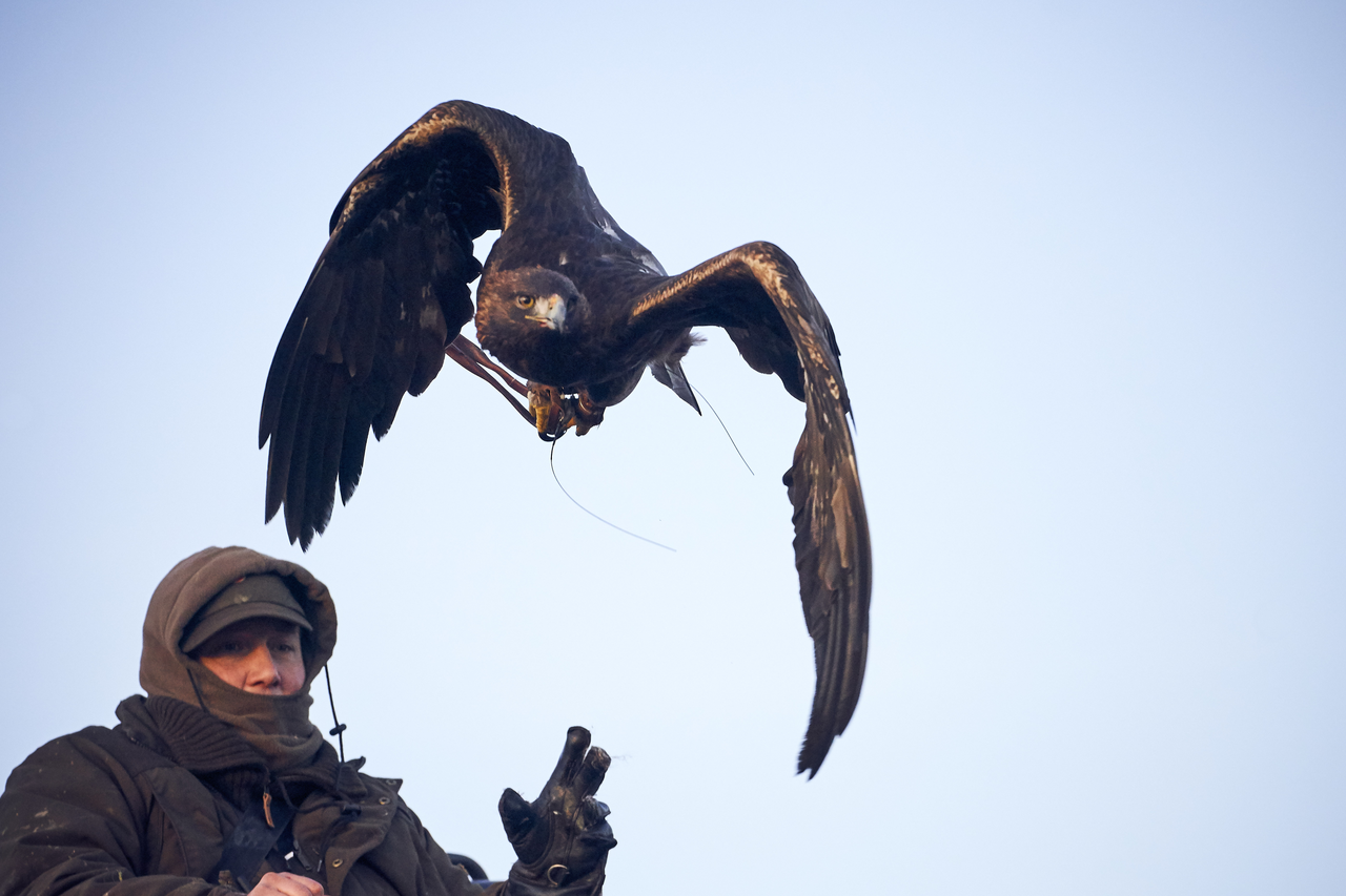 Eagles used in falconry pest control