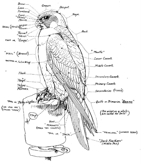 Historical falconry chart
