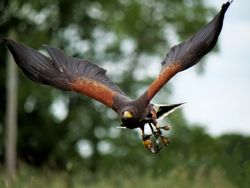 Hawk in flight for bird abatement