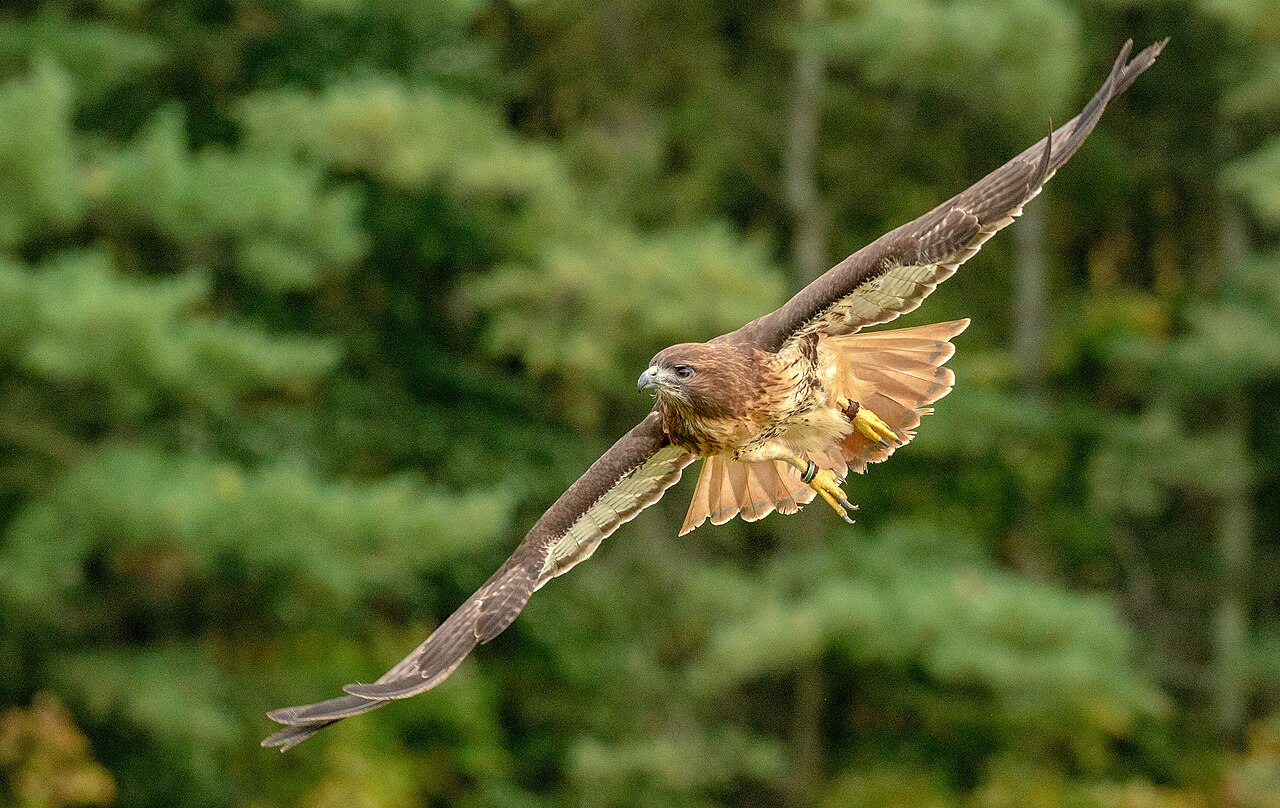 Red-tailed hawk