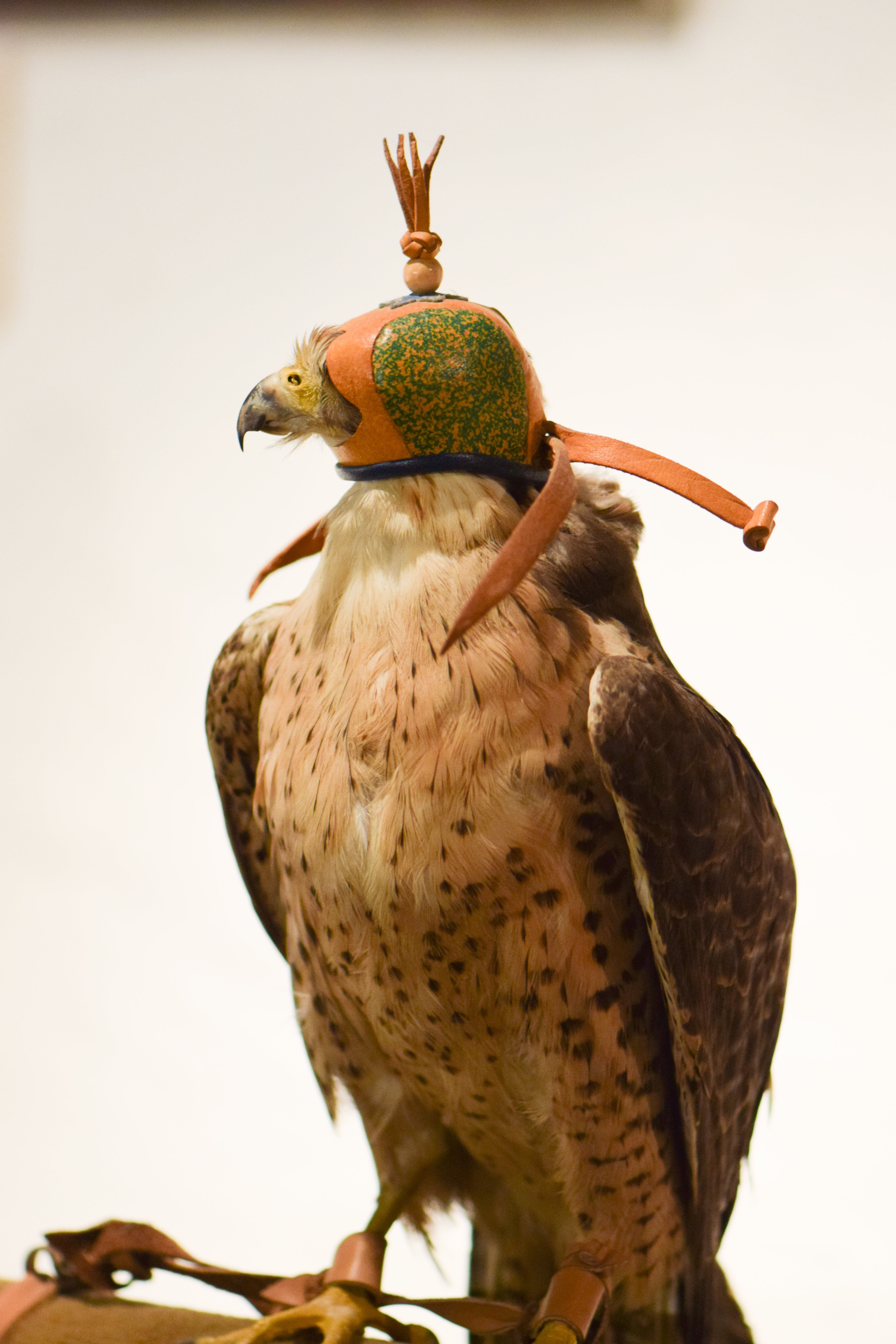 Falconry equipment display