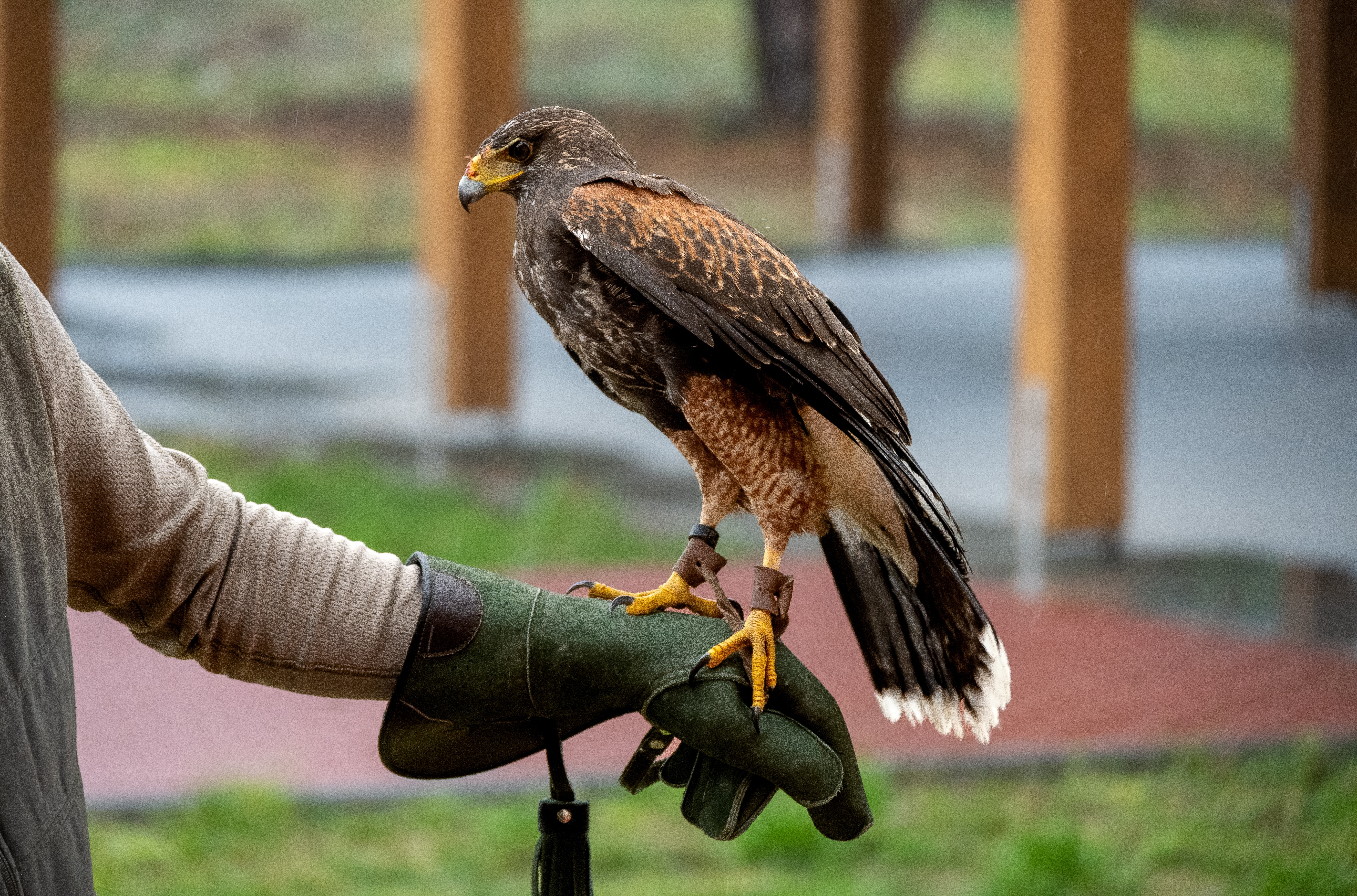 Hawk with telemetry transmitter